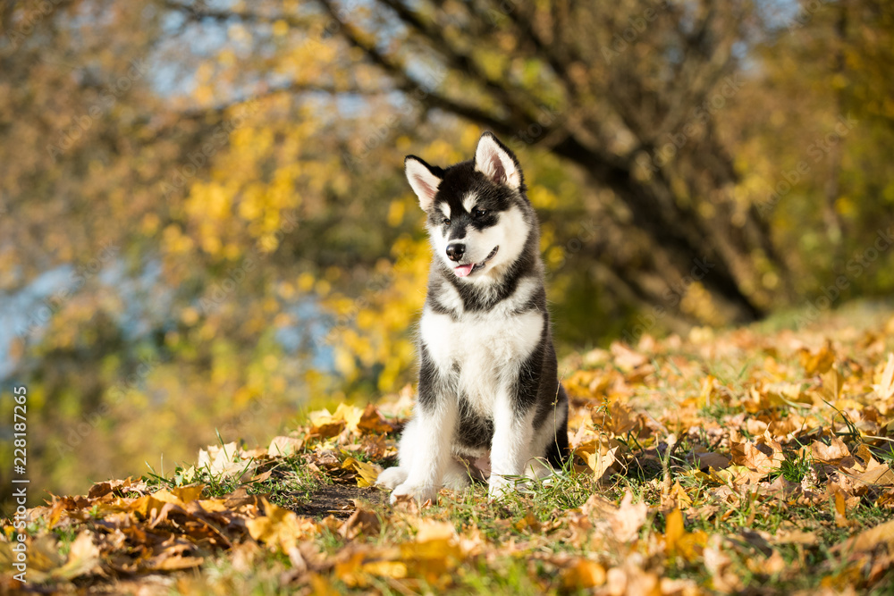 puppy of alaskan malamute