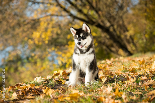 Foto puppy of alaskan malamute