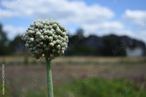 knoblauch