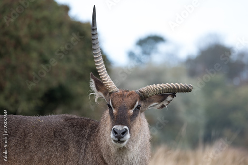 Canvas Print Roan antelope with broken antler