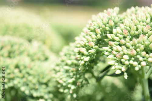 natur
