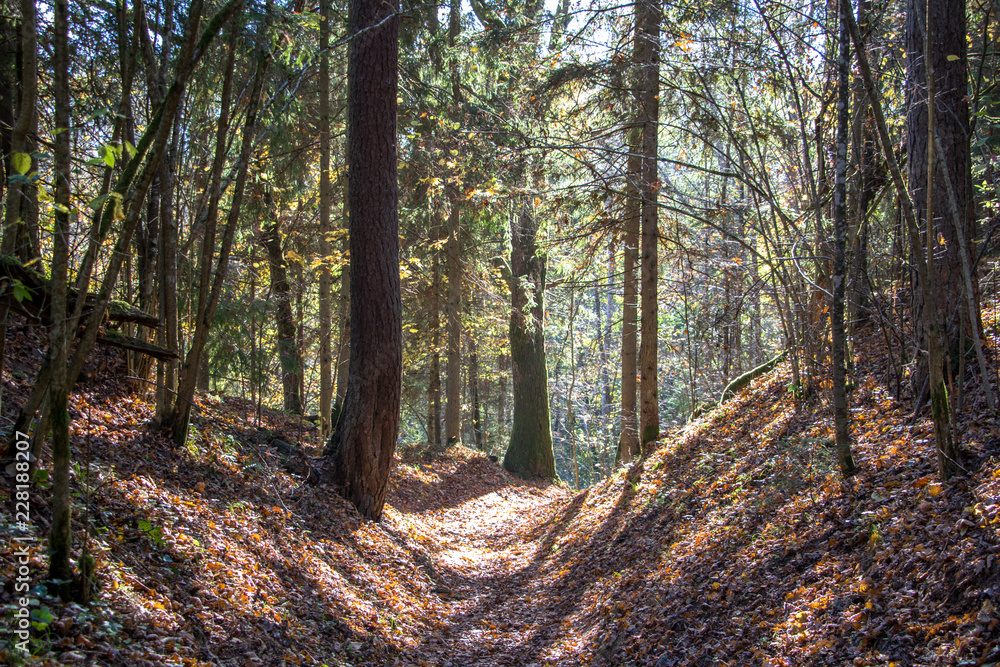 Obraz premium forest in autumn