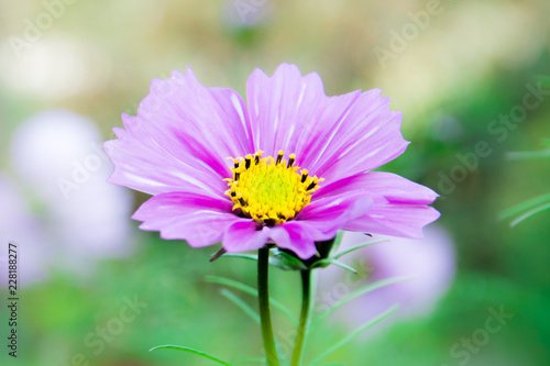 Purple floral background