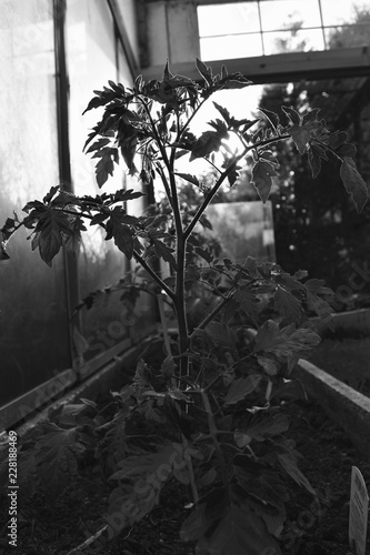 tomaten