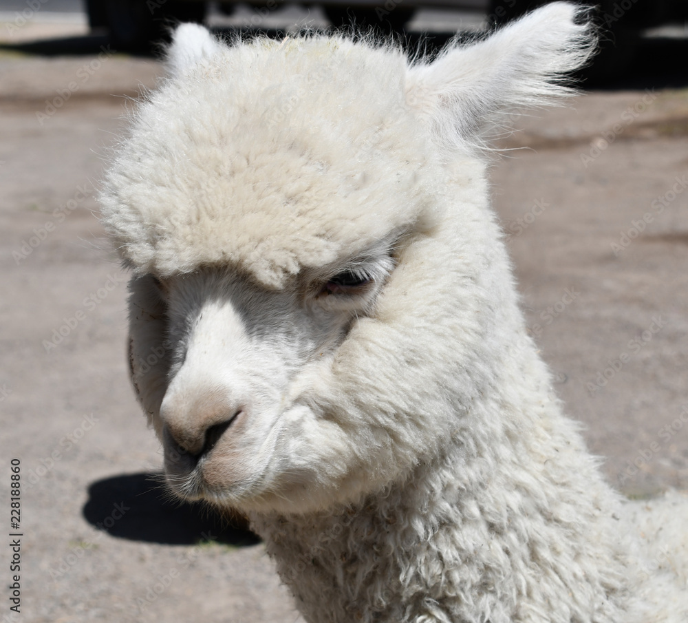 Lama close-up portrait in Peru, South America. Lama close-up portrait in Peru, South America.