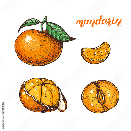 Mandarin hand drawn vector illustration. Mandarin slices.
