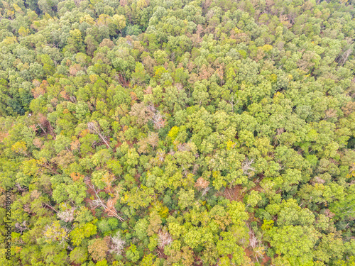 Aerial View of a Forest