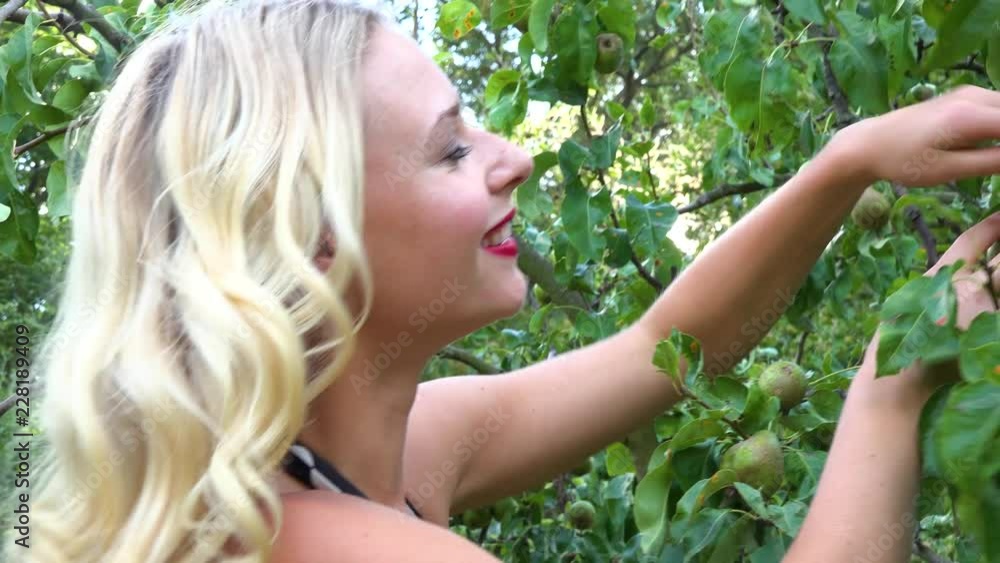 A young beautiful woman in a retro dress looks examines pears on a pear tree and looks around - closeup A young beautiful woman in a retro dress looks examines pears on a pear tree and looks around - closeup