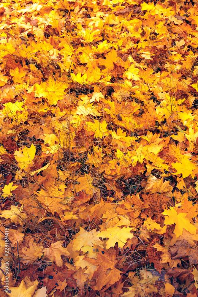 A background of colorful yellow foliage which lies in a public park in the fall afternoon. A background of colorful yellow foliage which lies in a public park in the fall afternoon.