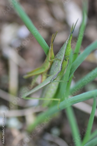 Atractomorpha lata / Grasshopper © tamu