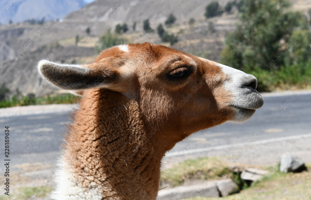 Lama close-up portrait in Peru, South America.