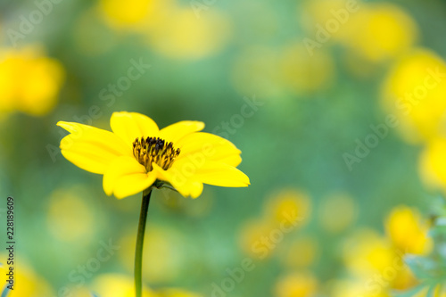 Yellow floral background