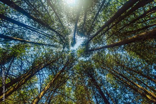 Fototapeta Naklejka Na Ścianę i Meble -  Looking Up through Trees in Forest
