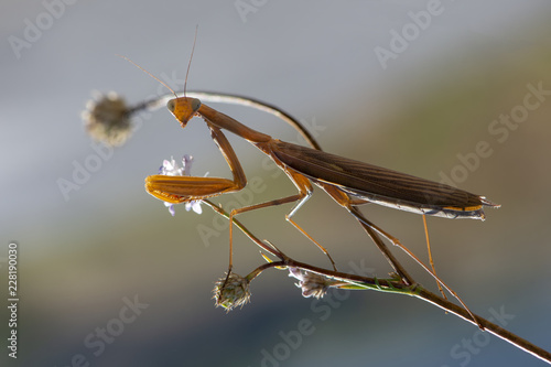 Wallpaper Mural mantis on blue background Torontodigital.ca
