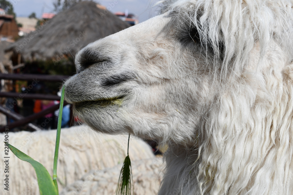 Alpaca close-up in a farm in Peru
