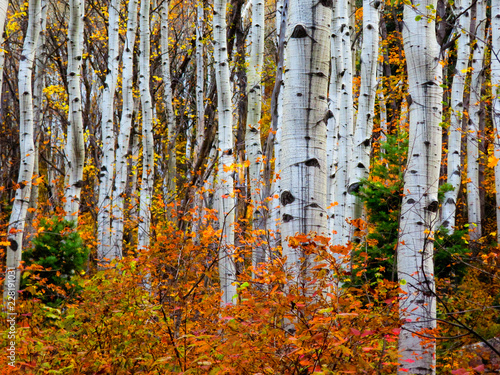 Aspen Trees