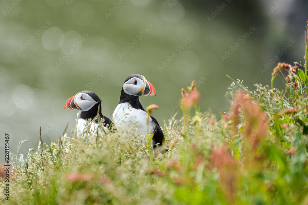 Fototapeta premium Couple of Atlantic puffins (Fratercula arctica) near Dyrholaey in Iceland looking symmetrical in opposite directions