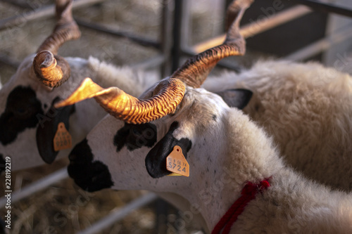 Black and white goat on rural fair photo