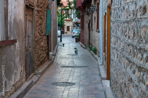 cat walking on narrow romantic street between buildings in Atalanta  turkey 