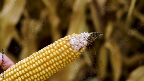 Male hands holding a corn cob that is ill with fungal disease rhizoctonia. Slow motion. HD photo