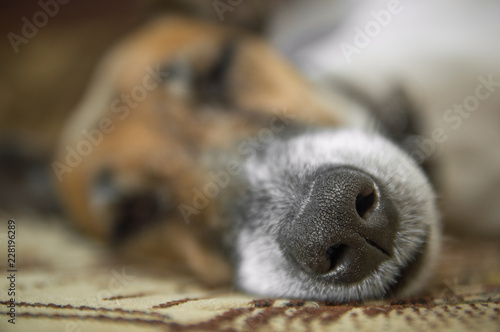 Fox terrier dog sleeping on the couch in the room, portrait, close-up
