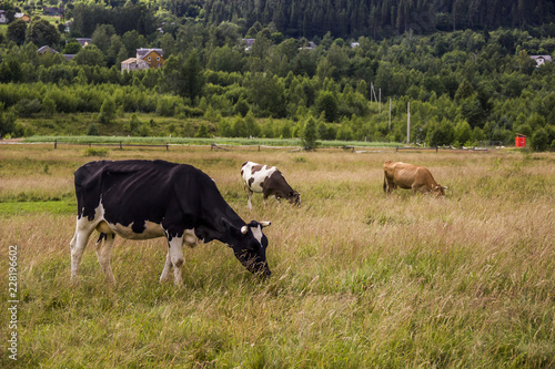 cows in the field © Petro Teslenko