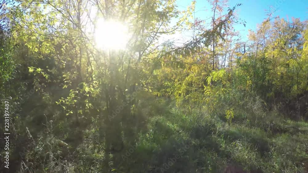 Steadicam flies through tree row. Stabilized video of autumn walk with sun peeking behind trees Steadicam flies through tree row. Stabilized video of autumn walk with sun peeking behind trees