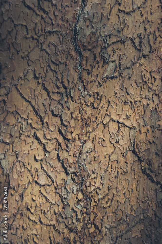 Abstract Brown Wood Bark Texture Abstract Brown Wood Bark Texture