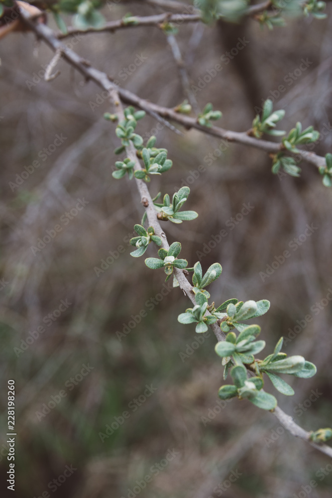 Branch of young leaves of sea buckthorn or Hippophae in early spring, selective focus. Important natural remedy. Branch of young leaves of sea buckthorn or Hippophae in early spring, selective focus. Important natural remedy.