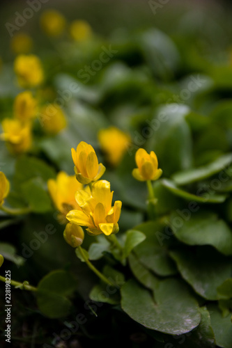 Blurred summer background with blooming calendula flowers  marigold. Beautiful Floral Wallpaper.