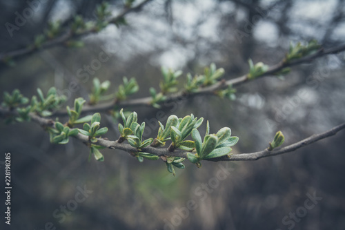 Branch of young leaves of sea buckthorn or Hippophae in early spring, selective focus. Important natural remedy. Vintage style. photo