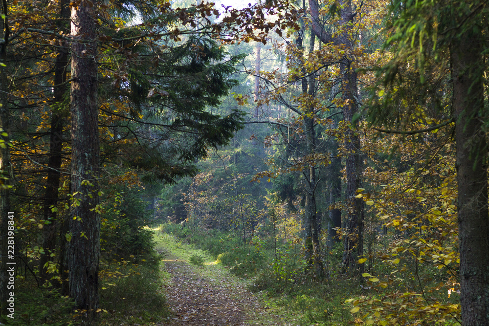 Obraz premium Forest road landscape close-up background. Autumn park