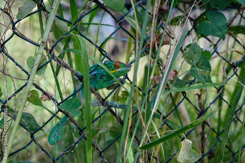 Caméléon