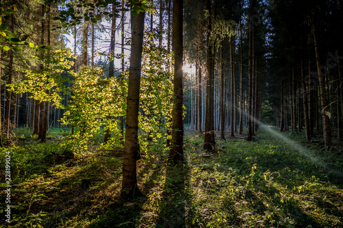 Sonnenstrahlen im Wald