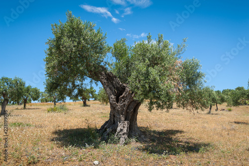 Olive tree, 1000 years old or even more. Olive tree plantation in Andalucia, Andalusia, Spain. Europe. The value of the land is calculated accordingly to how many old olive trees are on plantation.