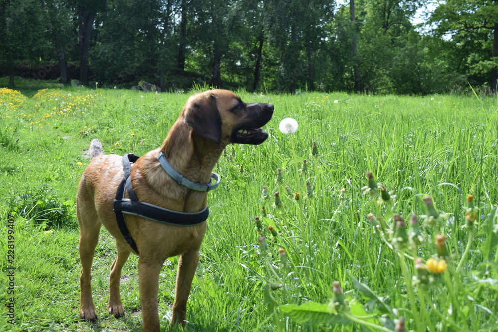 Happy summer dog runs and rests in nature. Happy summer dog runs and rests in nature.