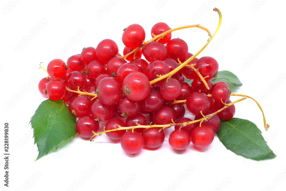 currant branches isolated on white background currant branches isolated on white background