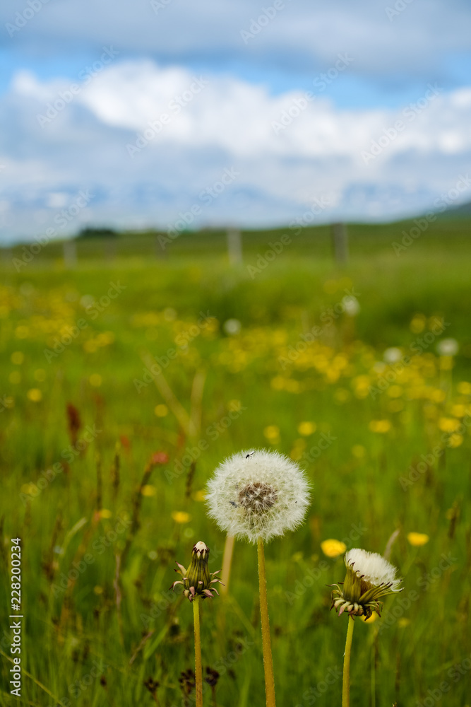 Fluffy beautiful dandelions in green field with blue sky - close up - landscape in Iceland