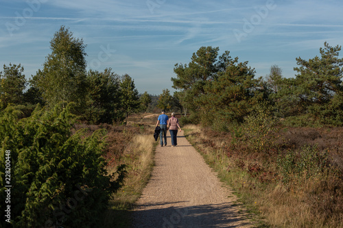 Senior citizens couple walking hand in hand on a pathway amidst a moorland heather fields and trees such as birches along the way