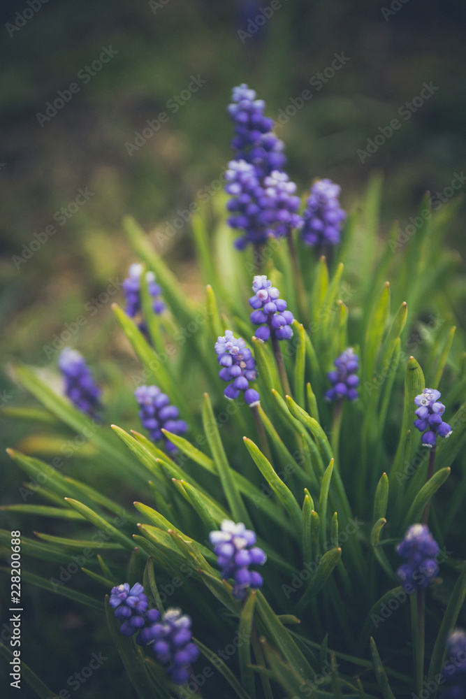 Fototapeta premium Niebieski kwiat wiosny, hiacynt winogronowy w zielonej trawie w ogrodzie (Muscari armeniacum) na wiosnę. Niewielka głębokość pola. Efekt vintage ze słojami.
