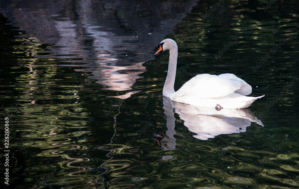 Fototapeta premium swan on the lake