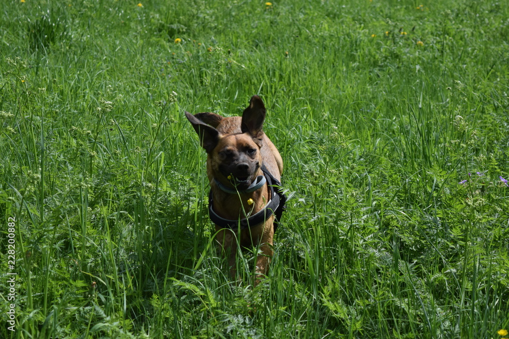 Happy summer dog runs and rests in nature. Happy summer dog runs and rests in nature.