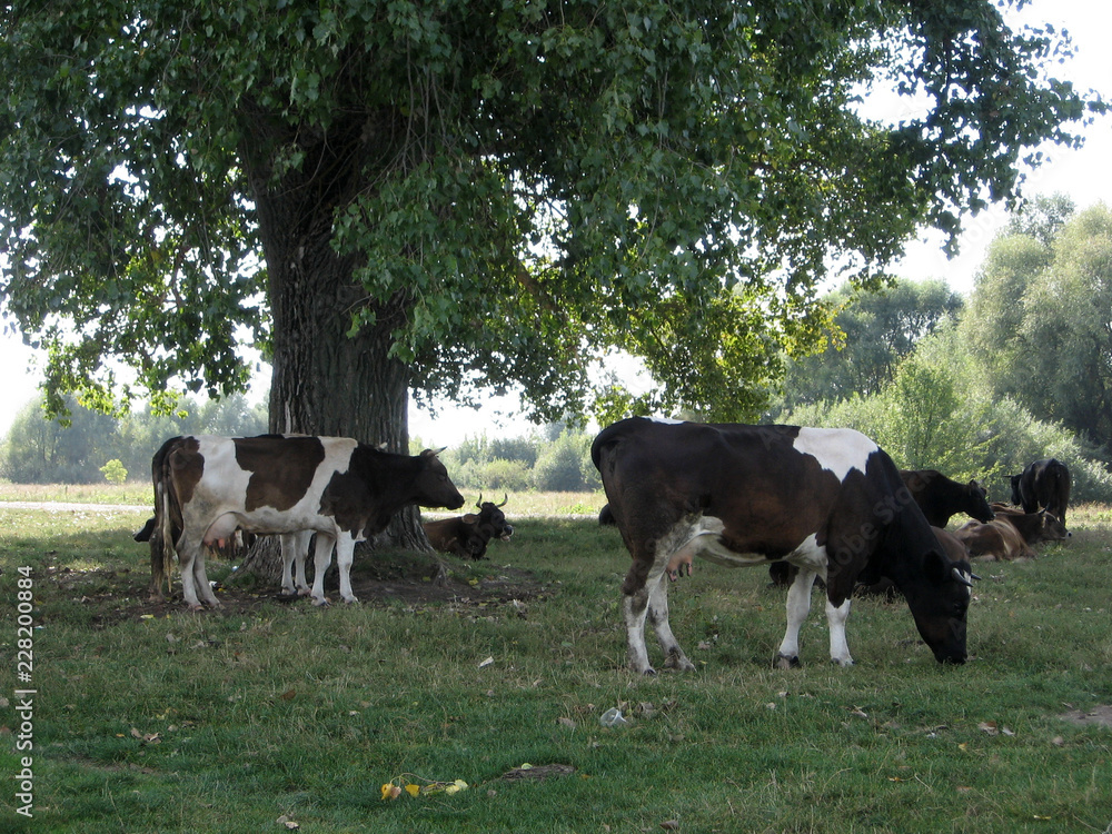 The natural landscape with cows. Summer. Ukrainian landscape The natural landscape with cows. Summer. Ukrainian landscape