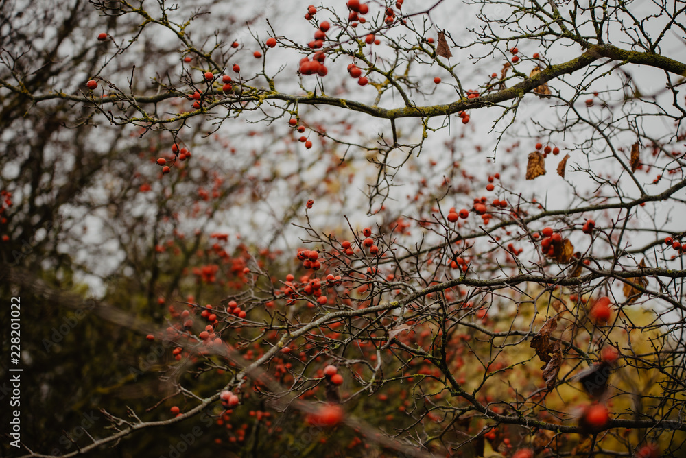 Rowan branch (Sorbus aucuparia) with red lots of berries in late autumn, vintage look Rowan branch (Sorbus aucuparia) with red lots of berries in late autumn, vintage look