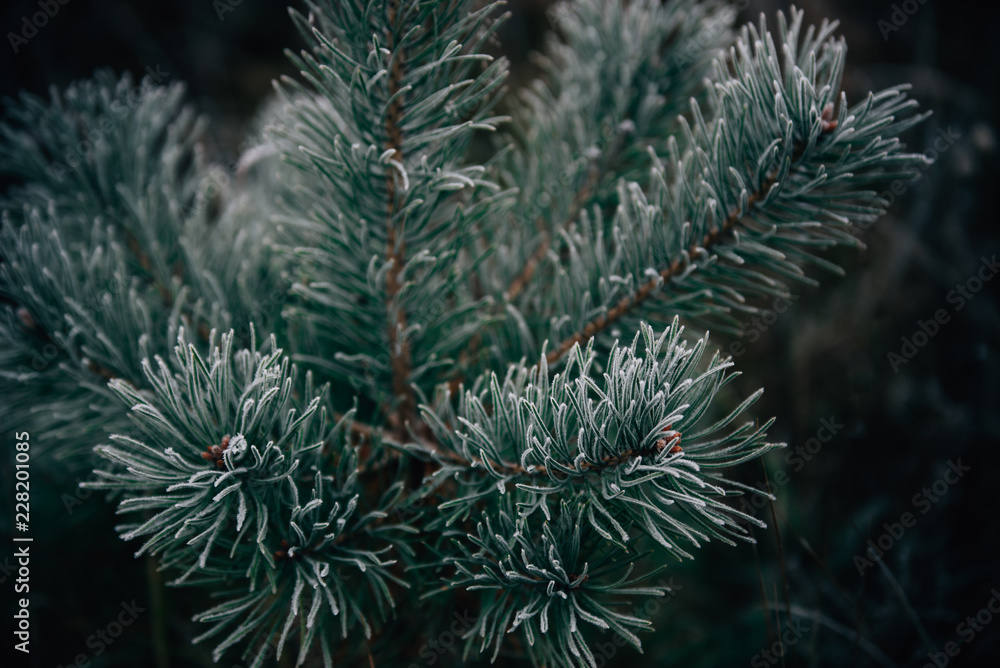 Pine branch covered in morning frost, close-up, winter morning. Christmas card. Pine branch covered in morning frost, close-up, winter morning. Christmas card.