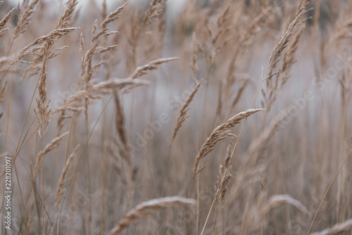Close-up of wheat field on cold early autumn morning, beautiful bokeh, shallow depth of field