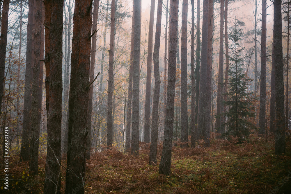 Mysterious forest in morning fog, in Kemeri national park in Latvia.