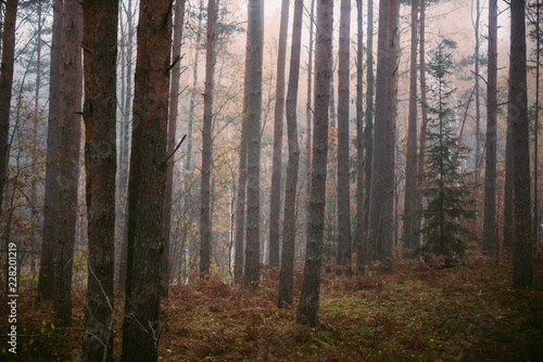 Mysterious forest in morning fog, in Kemeri national park in Latvia.
