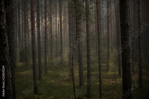 Mysterious forest in morning fog, in Kemeri national park in Latvia. © janaland