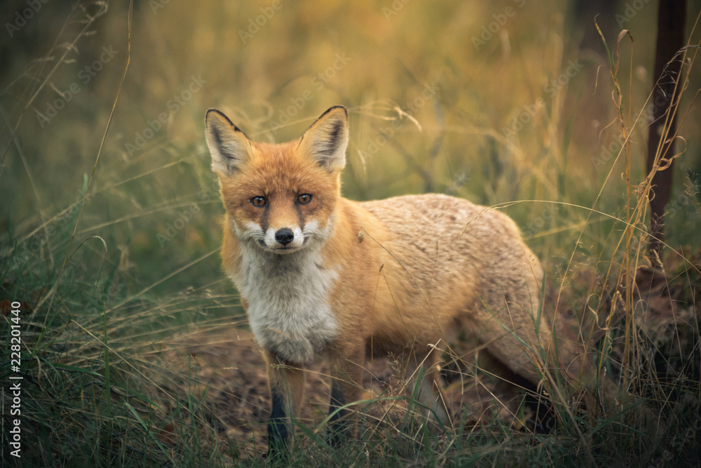 Red fox curiously looking into the camera in meadow in summer at sunset